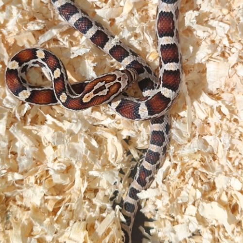 Pantherophis het scaleless #0