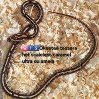 Pantherophis het scaleless #2