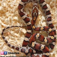 Pantherophis het scaleless #3