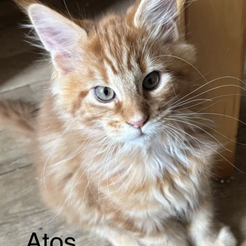Vente chatons maine coon #2