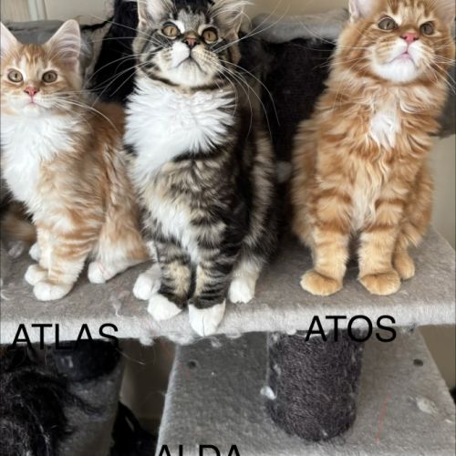 Vente chatons maine coon