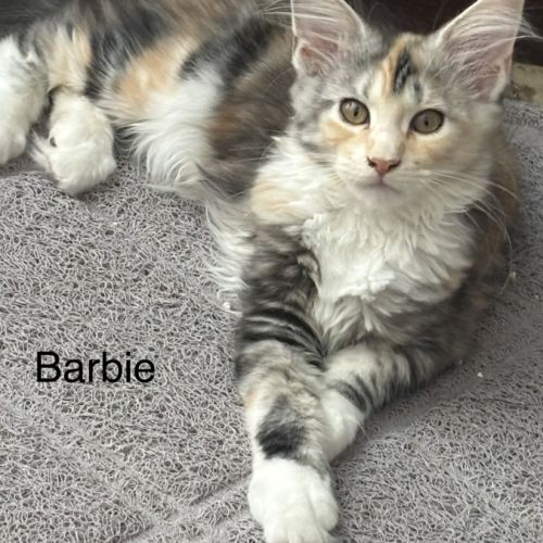 Vente chatons maine coon