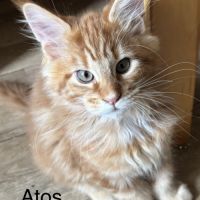 Vente chatons maine coon #2
