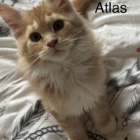 Vente chatons maine coon #3