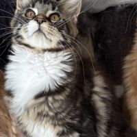 Vente chatons maine coon