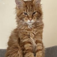 Vente chatons maine coon