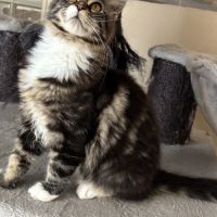 Vente chatons maine coon