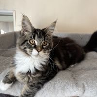 Vente chatons maine coon