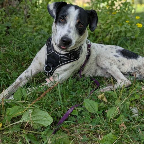 Vador l'adorable petit guerrier tripatte #9