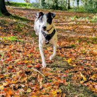 Vador l'adorable petit guerrier tripatte #2