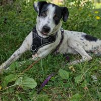 Vador l'adorable petit guerrier tripatte #9