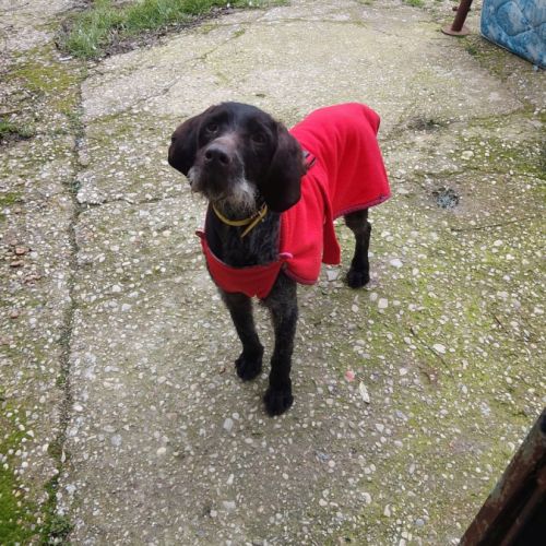 Marcela 3 ans, une chienne douce et affectueuse #1