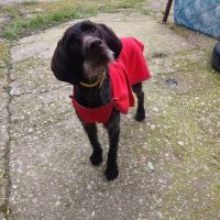 Marcela 3 ans, une chienne douce et affectueuse #0