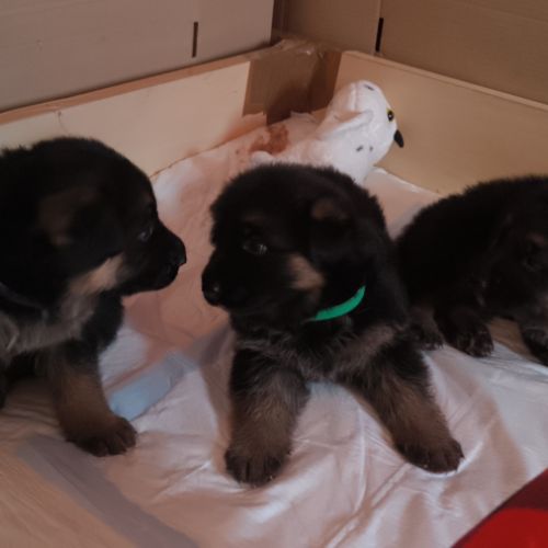 Chiots berger allemand (lof) poil court #4