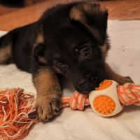 Chiots berger allemand (lof) poil court #1