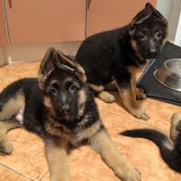 Chiots berger allemand (lof) poil court #0