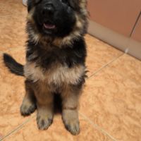 Chiots berger allemand (lof) poil court #3