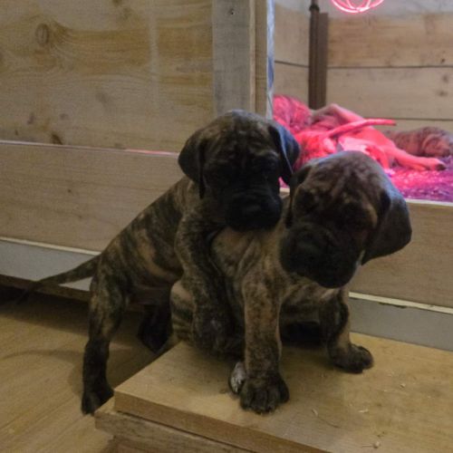 Bébés dogue allemand