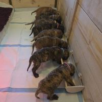 Bébés dogue allemand #2