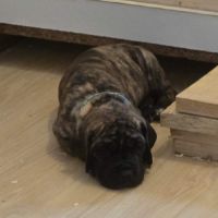 Bébés dogue allemand #3