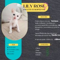 Lily rose, je vous attends