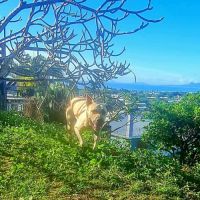 Rio, au grand coeur #1