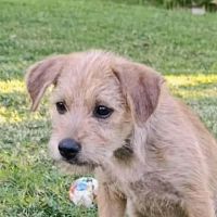 Noisette, j'ai besoin d'amour #4