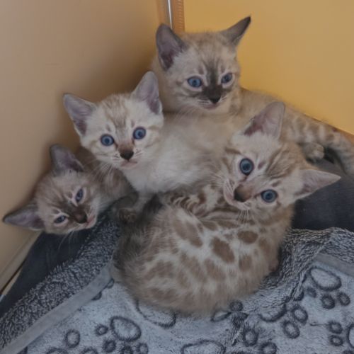 Chaton bengal loof 2 mois