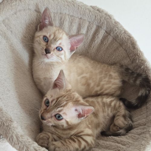 Chaton bengal loof 2 mois #2