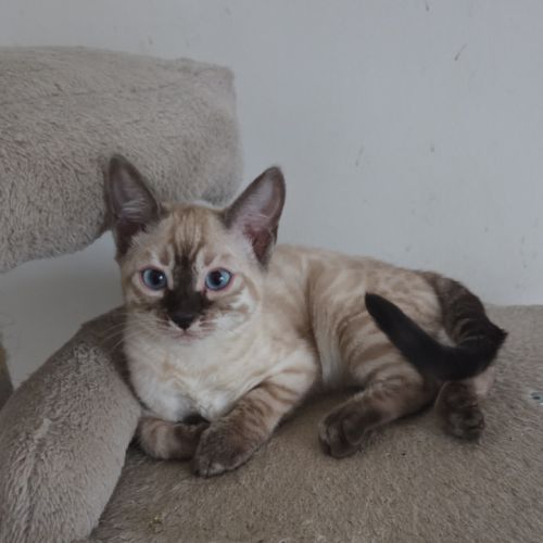 Chaton bengal loof 2 mois #3