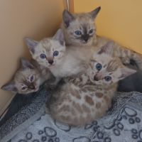 Chaton bengal loof 2 mois #0