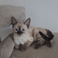 Chaton bengal loof 2 mois #3