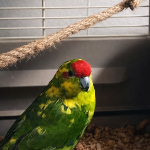 Couple kakariki vert panaché