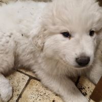 Chiots type montagne des pyrénées