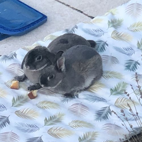 Lapin nain bélier #3