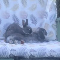 Lapin nain bélier #0