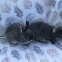 Lapin nain bélier #2