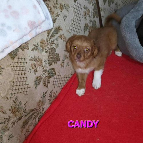 Candy la jolie