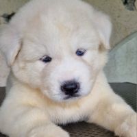 Chiot husky x samoyède samsky yeux bleus