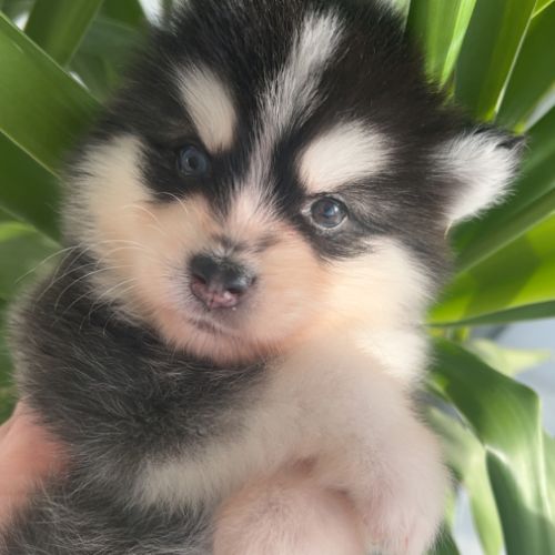 Pomsky chiots à réserver #2