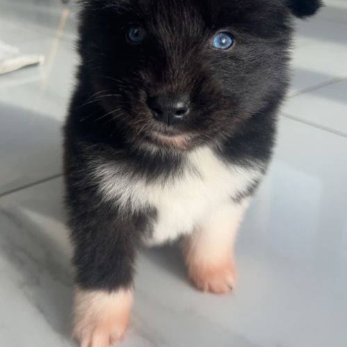 Pomsky chiots à réserver #3