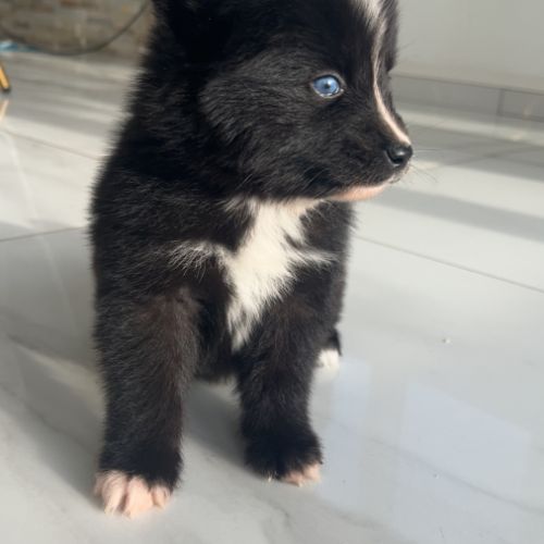 Pomsky chiots à réserver #5