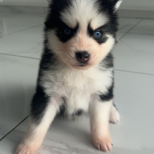 Pomsky chiots à réserver #7