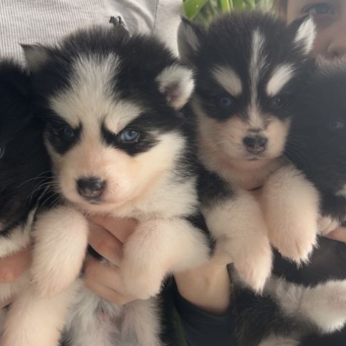 Pomsky chiots à réserver #0