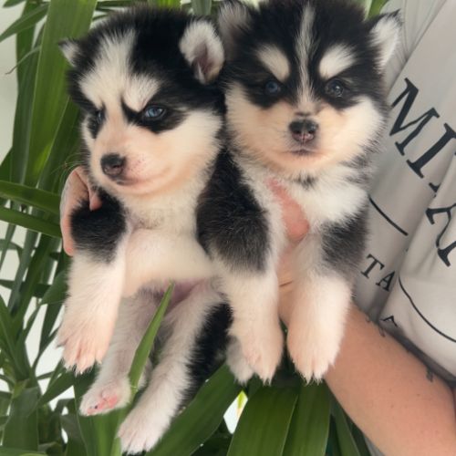 Pomsky chiots à réserver #9