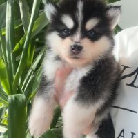 Pomsky chiots à réserver #1