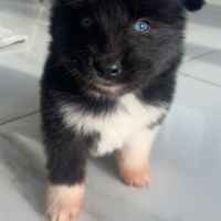 Pomsky chiots à réserver #3
