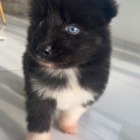 Pomsky chiots à réserver #4