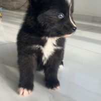 Pomsky chiots à réserver #5