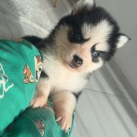 Pomsky chiots à réserver #6